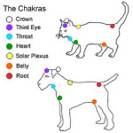 Animal therapy
